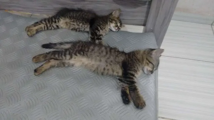 Gato ra a Vira lata idade 2 a 6 meses nome Sem nome