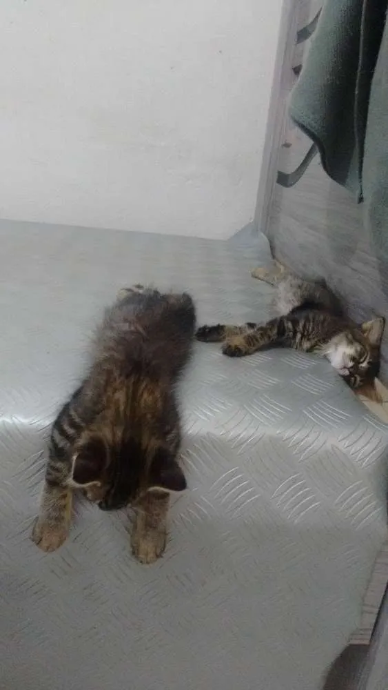 Gato ra a Vira lata idade 2 a 6 meses nome Sem nome