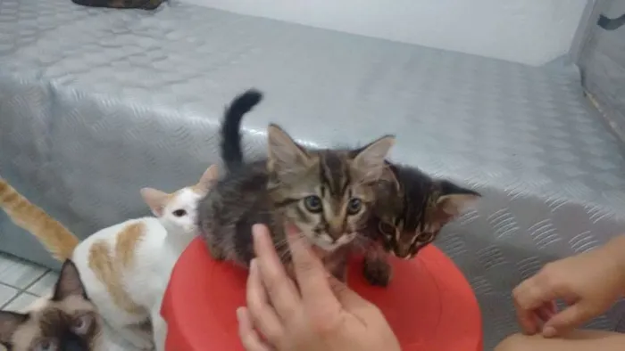 Gato ra a Vira lata idade 2 a 6 meses nome Sem nome