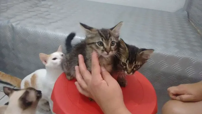 Gato ra a Vira lata idade 2 a 6 meses nome Sem nome