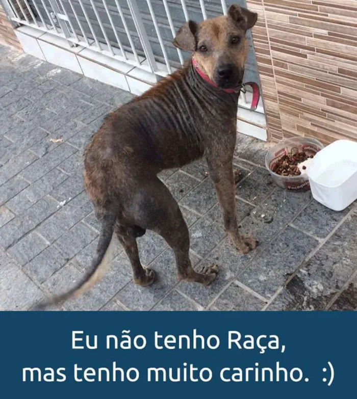 Cachorro ra a SRD idade 3 anos nome Biscoito