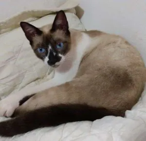 Gato raça SRD idade 2 anos nome Tico