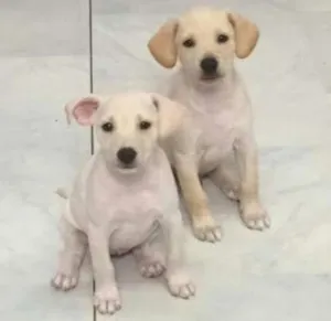 Cachorro raça SRD idade 2 a 6 meses nome Beethoven e Vicky
