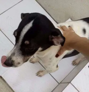 Cachorro raça srd idade 2 a 6 meses nome Coisinha