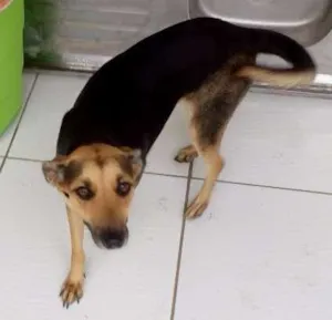 Cachorro raça srd idade 2 anos nome Dark