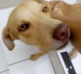 Dara/Dark/Coisinha