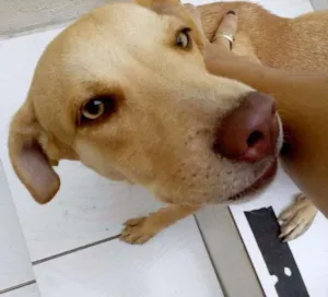 Cachorro raça SRD idade 1 ano nome Dara/Dark/Coisinha