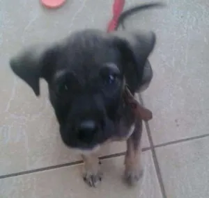 Cachorro raça Misturada  idade 2 a 6 meses nome Belinha 