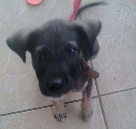 Cachorro ra a Misturada  idade 2 a 6 meses nome Belinha 