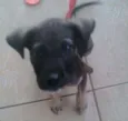 Belinha