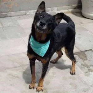 Cachorro raça SRD idade 6 ou mais anos nome Rambo