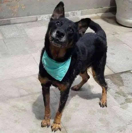 Cachorro ra a SRD idade 6 ou mais anos nome Rambo