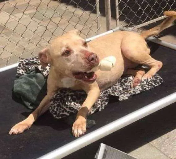 Cachorro ra a Pit-Bull idade 4 anos nome VICKY