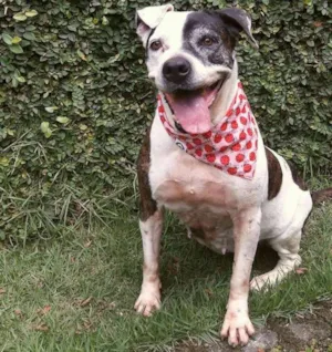 Cachorro raça Pit-Bull idade 4 anos nome Rayla