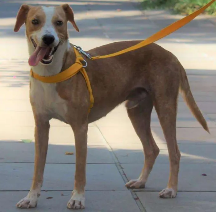 Cachorro ra a SRD idade 7 a 11 meses nome Pudim