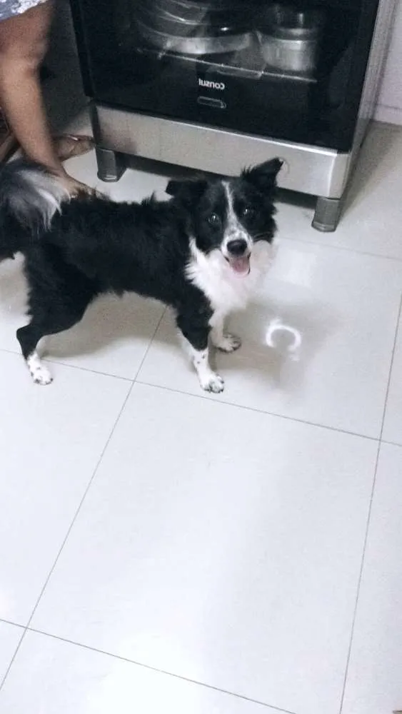 Cachorro raça Misturado , vira lata e boder collie idade 7 a 11 meses nome Guerreiro