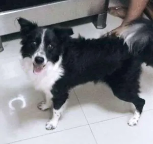 Cachorro raça Misturado , vira lata e boder collie idade 7 a 11 meses nome Guerreiro