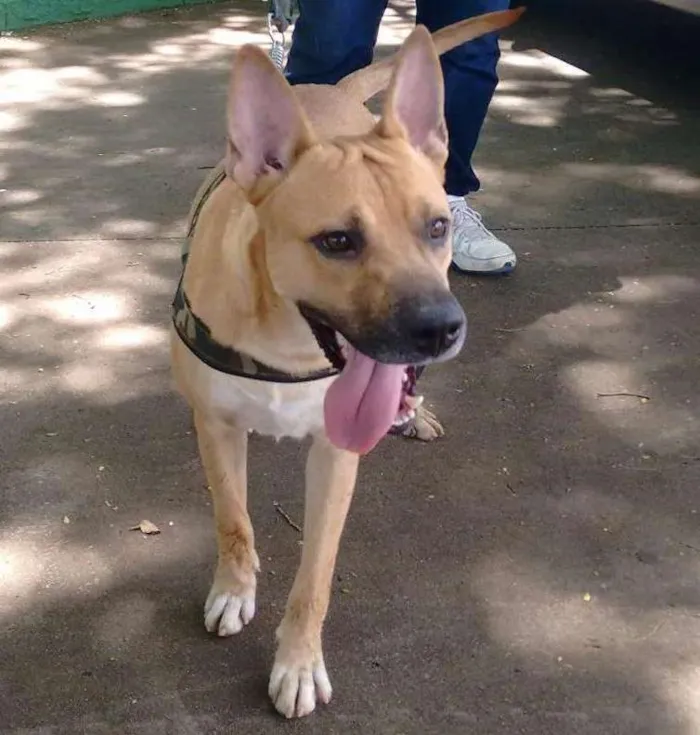 Cachorro ra a Vira lata idade 2 anos nome Coringa