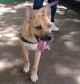 Coringa