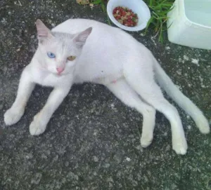 Gato raça vira lata idade 7 a 11 meses nome Clarinha