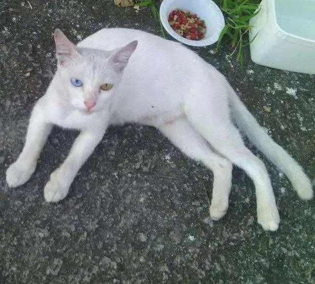 Gato ra a vira lata idade 7 a 11 meses nome Clarinha