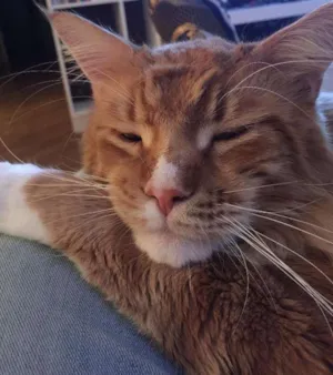 Gato raça Maine Coon idade 2 anos nome Dipper