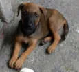 Cacau