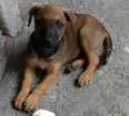 Cachorro raça Não sabemos idade 2 a 6 meses nome Cacau