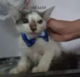 Gatões
