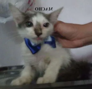Gato raça SRD idade 2 a 6 meses nome Gatões
