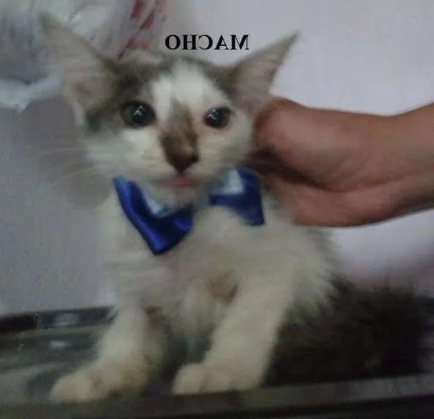 Gato ra a SRD idade 2 a 6 meses nome Gatões