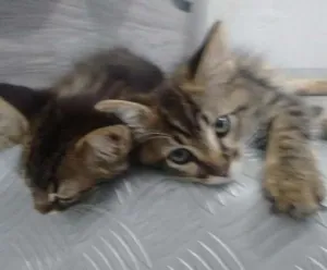 Gato raça Vira lata idade 2 a 6 meses nome Sem nome