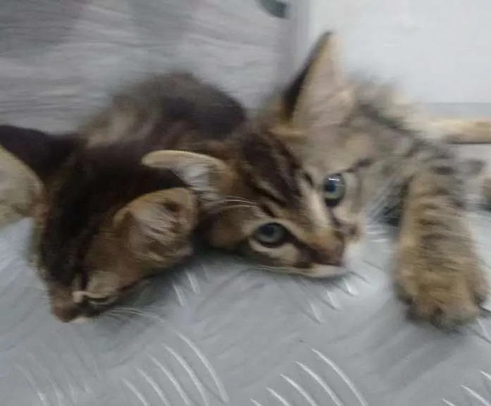 Gato ra a Vira lata idade 2 a 6 meses nome Sem nome