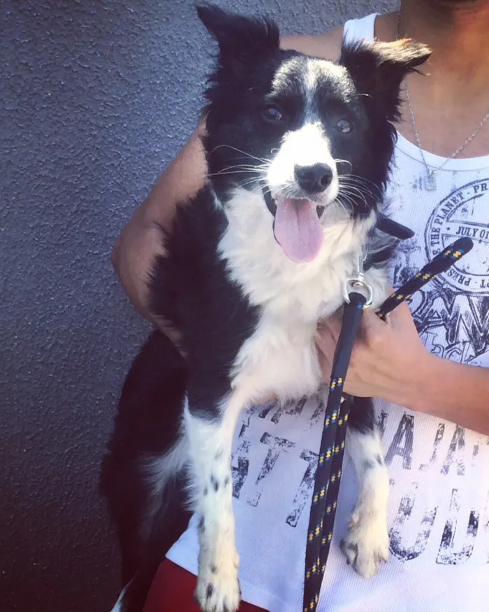 Cachorro raça Misturado , vira lata e boder collie idade 7 a 11 meses nome Guerreiro