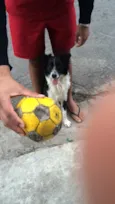 Guerreiro