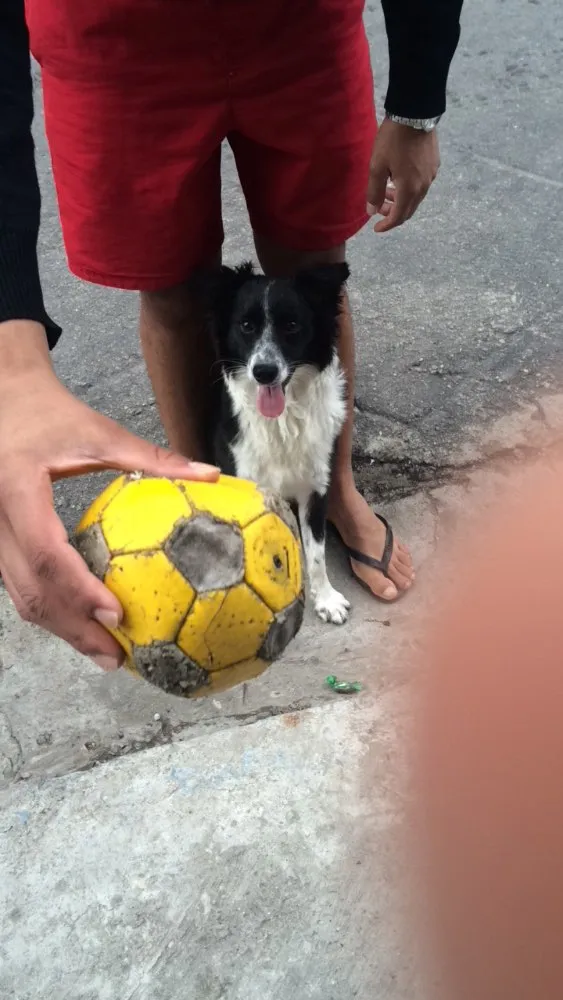 Cachorro raça Misturado , vira lata e boder collie idade 7 a 11 meses nome Guerreiro