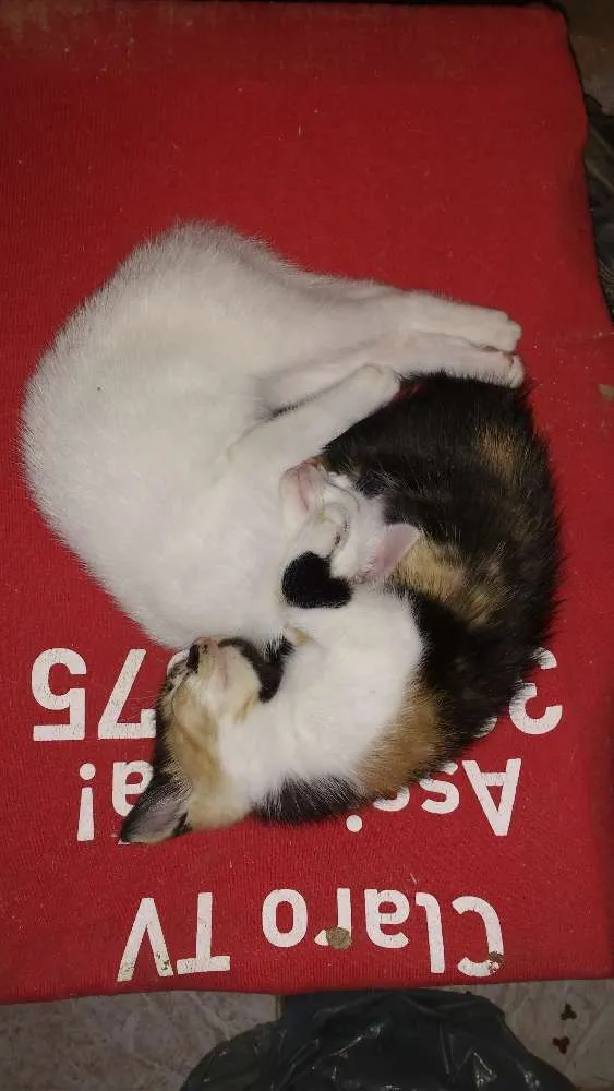 Gato raça Vira lata idade 2 a 6 meses nome Sem nome