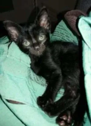 Gato raça SRD idade 2 a 6 meses nome Plutão