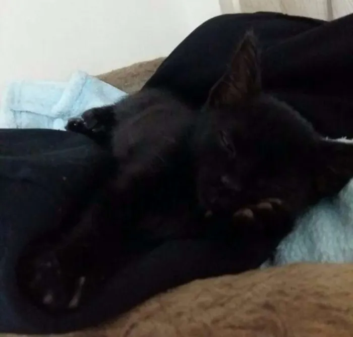 Gato ra a SRD idade 2 a 6 meses nome Plutão