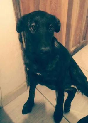 Cachorro raça SRD idade 7 a 11 meses nome Mel