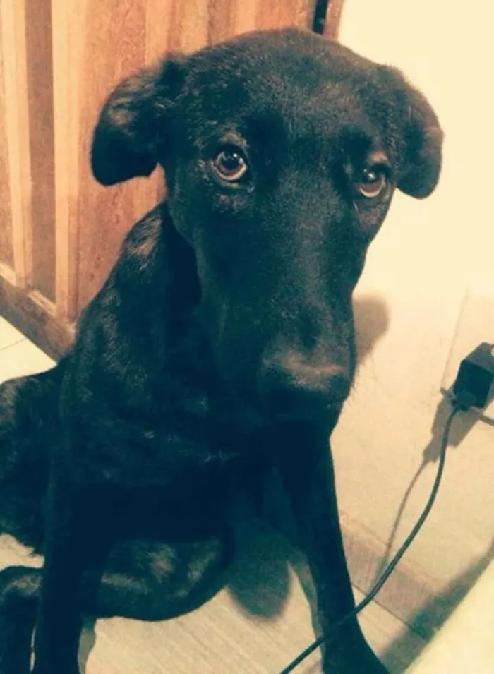 Cachorro ra a SRD idade 7 a 11 meses nome Mel