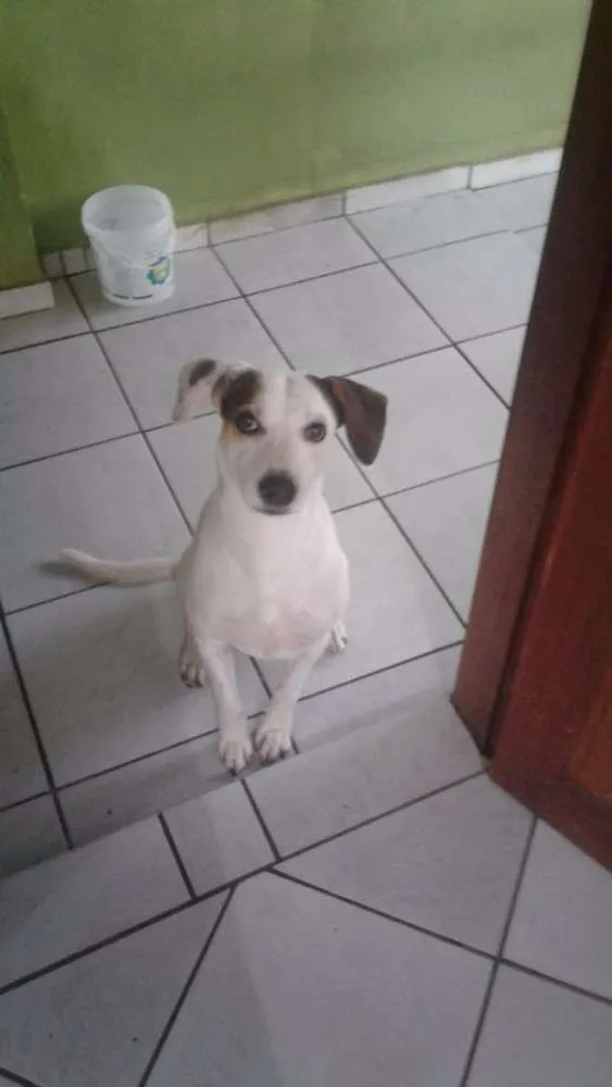Cachorro ra a SRD idade 4 anos nome Snoopy