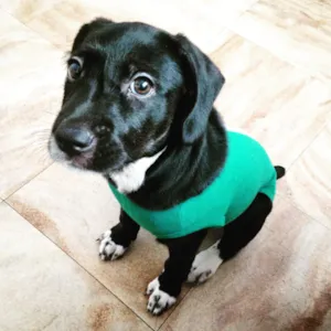 Cachorro raça SRD idade 2 a 6 meses nome ANGEL