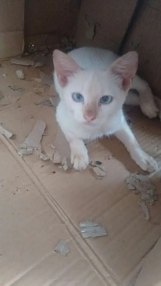 Gato ra a Indefinida idade Abaixo de 2 meses nome Sem nomes