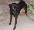 Pretinho 