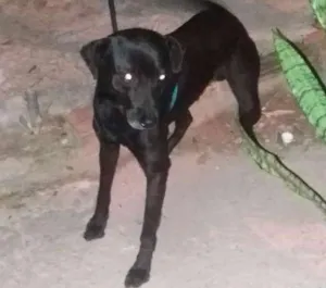 Cachorro raça Indefinida idade 2 anos nome Pretinho 
