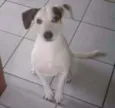 Snoopy