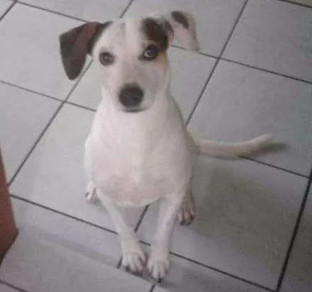 Cachorro ra a SRD idade 4 anos nome Snoopy