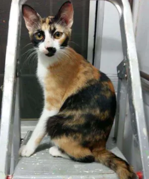 Gato raça SRD idade 1 ano nome Venus