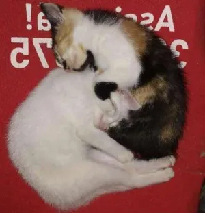 Gato raça Vira lata idade 2 a 6 meses nome Sem nome
